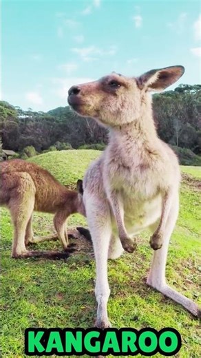 Kangaroo Sound