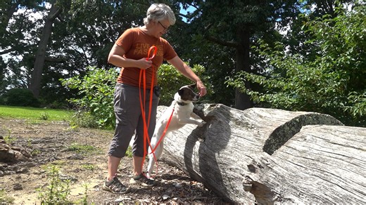 Un estudio Virginia demuestra que los perros pueden detectar la mosca linterna invasora