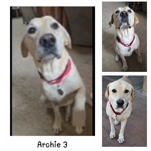 Foster update- Archie! This handsome 6-year-old Labrador Retriever/Golden Retriever mix is the perfect blend of sweetness and charm — with Mom being a Black Lab and Dad a Golden! Archie weighs about 80 lbs and already knows “sit” and “give paw.” He’s an affectionate, happy boy who loves to play ball and would thrive in a home with a big yard to run and chase. He’s lived with other dogs but would also be perfectly content as your one-and-only. Archie’s still brushing up on his leash manners, but 