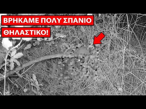 Βρήκαμε Πολύ Σπάνιο Θηλαστικό που δεν γνωρίζει σχεδόν κανείς!