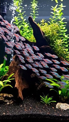 🐠 CRAZY Fish in Aquarium! 😲 You Won't BELIEVE What They Do! #261 🤯