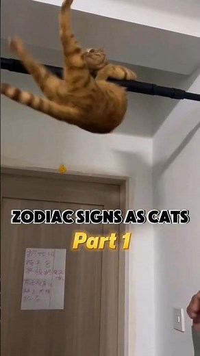 Zodiac signs as Cats (part 1) #zodiacsigns #astrology #cats