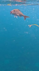 5.3K views · 374 reactions | First mission back home! Felt so good to get back into it. Few good ones, lost another goodie in 3m of water. Got smokkkeddd  Few kingis about, clear water and mean weather. How good  @daiwa_nz @justanotherfisherman @frewzaboats @hoskingtrailers @iceyteknz @garminmarine @hondamarinenz | Williamthefisherman123 | Facebook