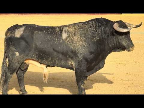 Salida 3º toro de SOBRAL: "GAMO" - 21-junio-2026 - Rozas de Puerto Real