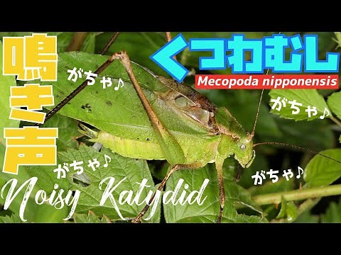 クツワムシの鳴き声 ｜ 高音質の自然音 【ガチャガチャ】
