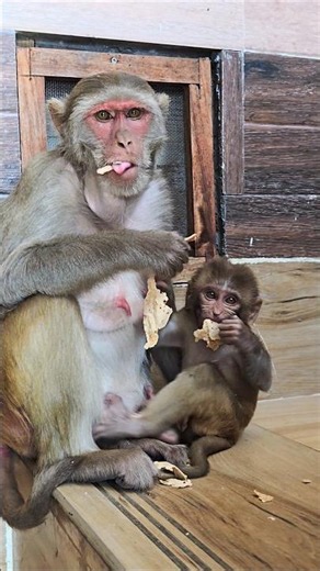 🥹 Monkey Mom & Baby Both Love Chapati! ❤️🐒 #shorts