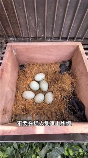 Rooftop Chicken & Duck Farming: Self-Sufficient Living Unleashed