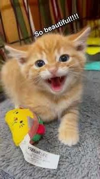 Big personality for a little cat#catsoftiktok #feedingtime #angrycat #screamingcat