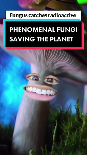 Unveiling the Underground Champ: Phenomenal Fungi Saving the Planet