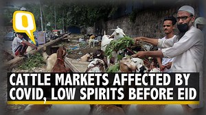 The sale of goats before Bakra Eid fell significantly compared to the past years. Both buyers and sellers talked about the low footfall. Cattle traders suffered a loss due to the pandemic. | The Quint