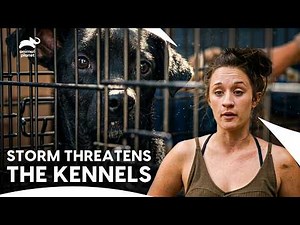 The Hero Dog That Saved Their Lives! | Pit Bulls & Parolees S10 E4,5 | Animal Planet India