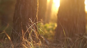 Forest, Story, Nature. Free Stock Video