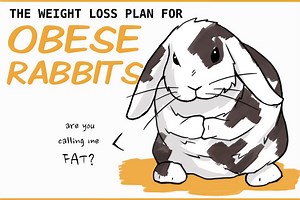 Helping Obese Rabbits Lose Weight