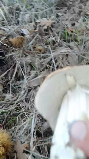 Boletus edulis | Algures P'la Serra