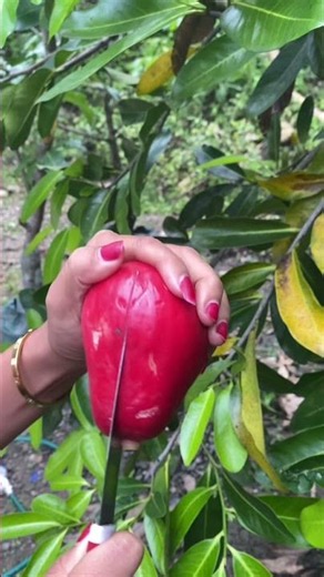 Red Guava Fruit #guava