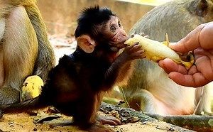 273K views · 7K reactions | Monkey Show on Reels | Facebook