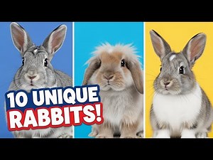 10 Unique Rabbit Breeds You Must See | Amazing Bunny Varieties