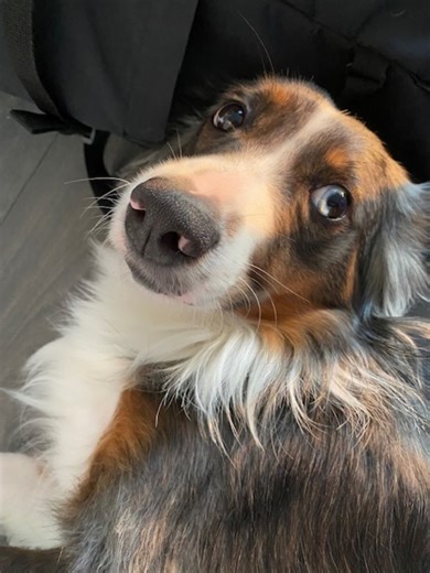 Canine Intelligence: Bilingual Language Acquisition in Dogs