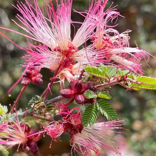 Pink Fairy Duster Tree Seeds, Calliandra Enophylla, Exotic Blooming Plant, 10 Premium Seeds, Beautiful Flowers - Etsy