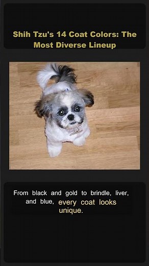 🐶 Shih Tzu's 14 Coat Colors: The Most Diverse Lineup 🎨 #Shorts