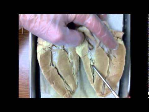 Sheep Heart Structures External and Internal