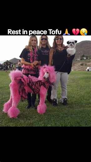 Rest in peace Tofu ! You were truly one of a kind pup irreplaceable 💖 Offered a lady $50 for you in a trailer park when you were 8 months old tied to a stair case on a 2 foot rope .That same week took you to San Diegos Hottest dog contest where you won 1st place!!! You will be missed so much !You have brought my kids and me so much happiness and wonderful memories since 2011 .We won the lottery the day we stumbled upon you in Hemet .The best loyal booii ever ❤️ Such a fighter all the way to the