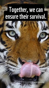 🌍🐅 As we look forward to Global Tiger Day on 29 July, act now to save the critically endangered Malayan tiger! As an apex predator, the tiger is key to a healthy forest but it is now on the verge of extinction. Your small donation can make a monumental impact. Join us in protecting their habitats and ensuring a thriving future for our Malayan tiger. Donate today at https://bit.ly/3rbxzpb 💚🐅 #wwfmy #Malayantigers #DonateNow #ProtectWildlife #GlobalTigerDay #RoarForTheFuture #KitaJagaTiger | W