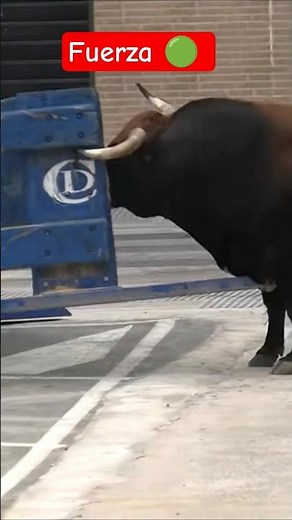 Toro Fuerza Bruta!! 🔴 #toros #torostv #toroultra #bull #cow