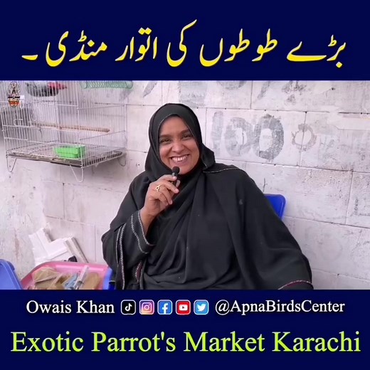 Aunty parrot setup 🦜🤩 #apnabirdscenter #OwaisKhan #birdsmarket #karachiaunty | Apna Birds Center