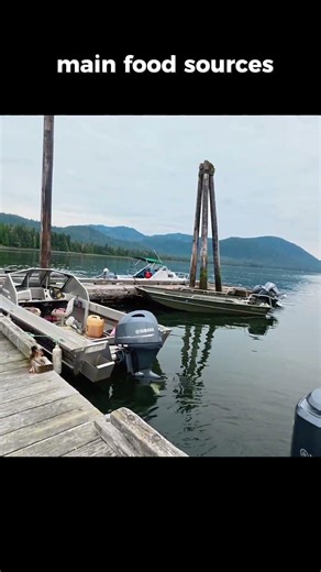 Catching Salmon For Our Food In Alaska #fishing #alaska #outdoors