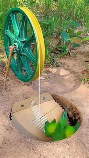 Best Creative DIY Parrot 🦜 Trap | Unique Cardboard Bird Trap | Smart & Humane Idea 2026 #trap#shorts