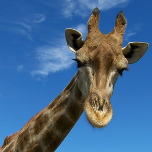 Giraffe House / Muldersvlei - Cape Town with Kids