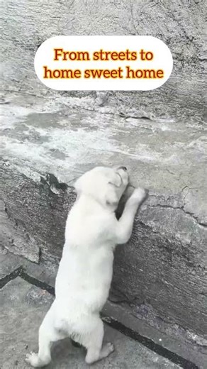 3 YAN MAGKAPATID MAGKAHIWALAY NA ITINAPON YUNG ISA NAMAMASURA YUNG ISA NAAGAW SA MGA BATA