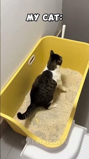 Other Cats Relax… Mine Explodes After Pooping #cat #pets #animals #kitten