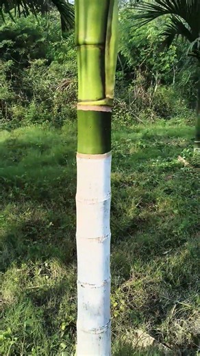 Areca nut plants 3.5 years. For seed you can contact +919066353639
