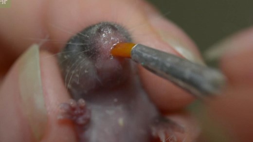 Watch orphaned baby mice get fed with a paintbrush