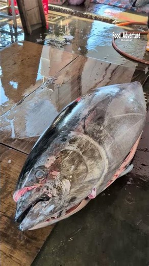 Satisfying cut of massive bluefin tuna with ease 🍣#BluefinTuna #Sashimi #ChefLife #LuxurySeafood