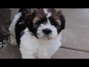 Shih Tzu Puppies For Sale