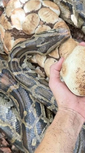 wait for it 🐍🥚 watch our long-form video on these python nests if you wanna see more 👀