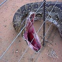 32K views · 285 reactions | Snake Farm - Rescue snake. | Snake Farm | Facebook