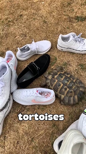 Tortoises VS black objects. Here’s why🐢😵‍💫
