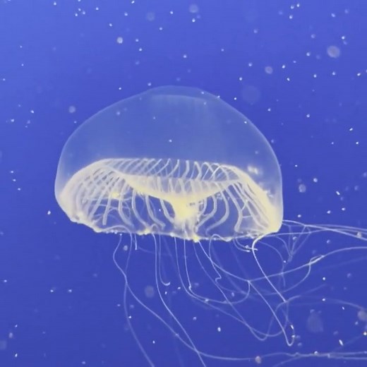 6.4K views · 82 reactions | Crystal jellyfish, also known as Aequorea...