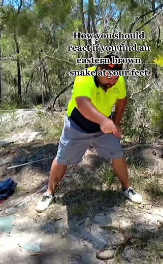 Encounter with an Eastern Brown Snake: Safety Tips and Release
