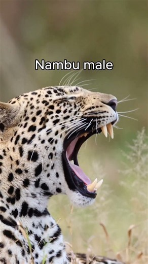 Why MalaMala is the World Capital for Leopard Safaris #shorts