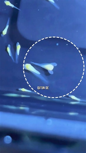 👀 He stumbled upon a 2-headed fish…