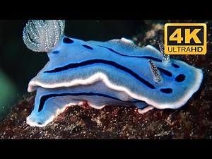 Blue Nudibranch | Blue glaucus | blue dragon nudibranch in 4K Ultra HD
