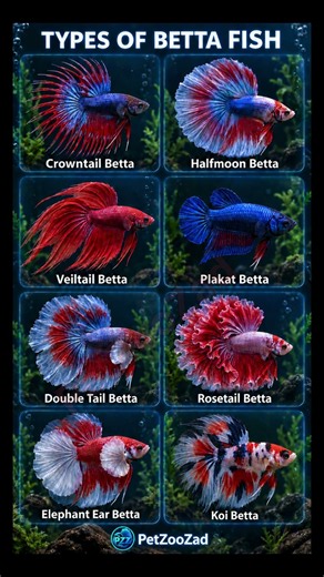 betta fish | types | fighter fish | aquarium fish | betta fish tank #aquariumfish #aquarium #betta