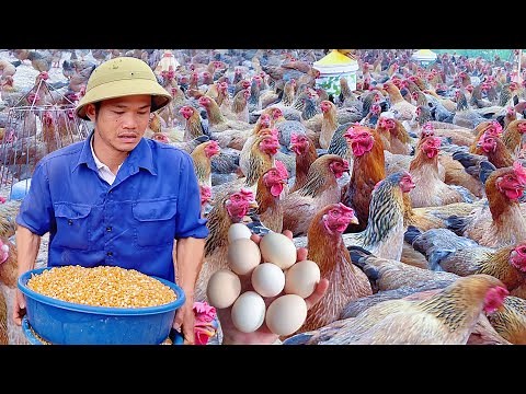 DIY Chicken Feed: Healthy Eggs, Happy Hens - Poultry farming