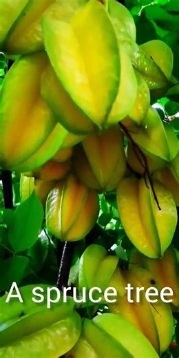 A spruce tree, the fruit wants to break off the branch. #garden #fruit #nature #treeblog #fruits