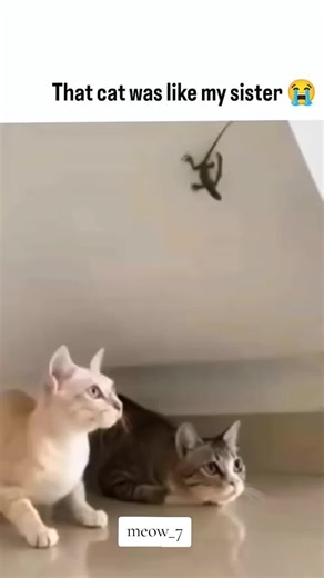 funny cat's 🤌🏻❤️ #catsvideo #foryoupage #funnycatsoftiktok #catslovers #foryou
